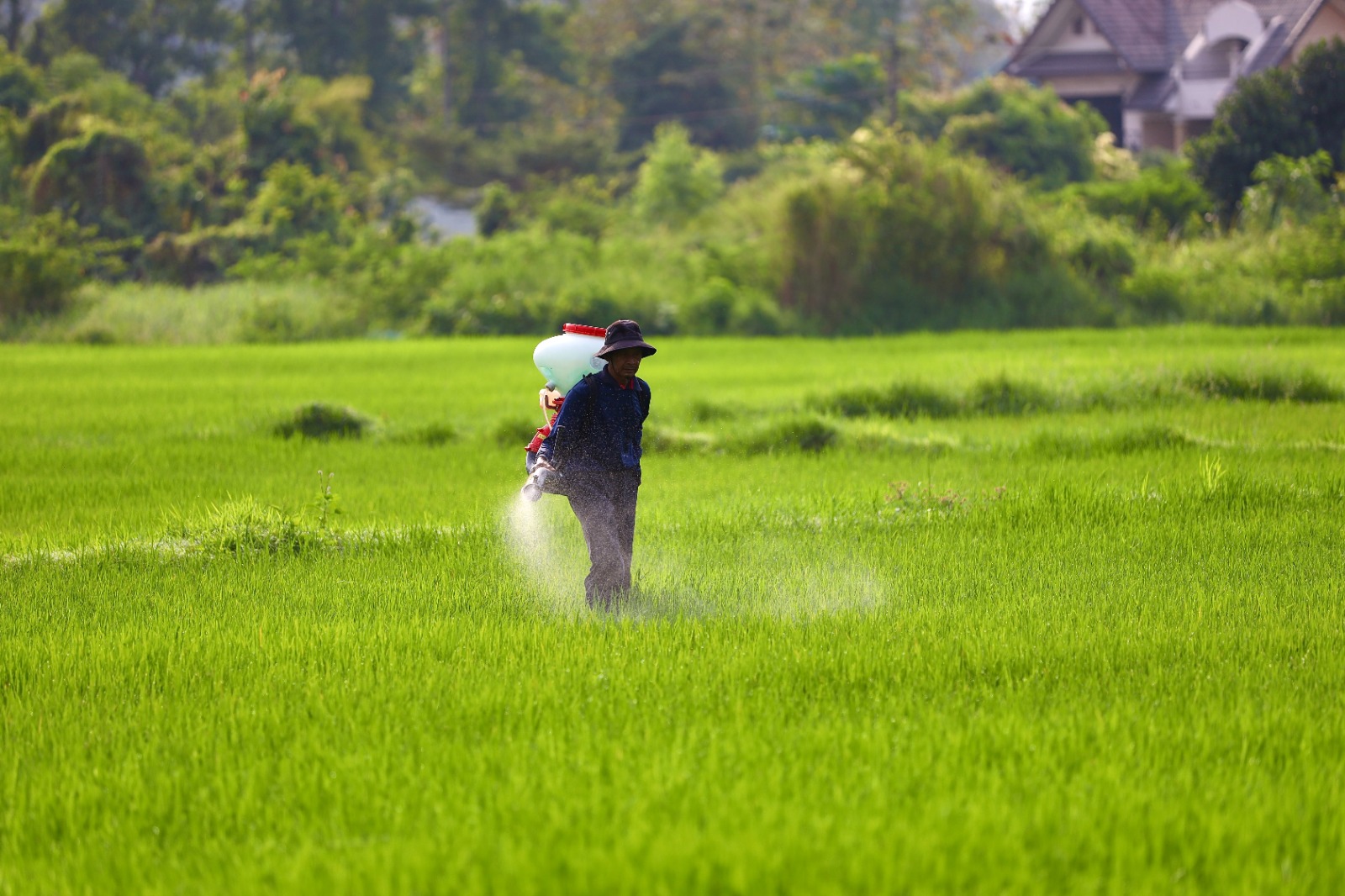 DIAMMONIUM PHOSPHATE (DAP)