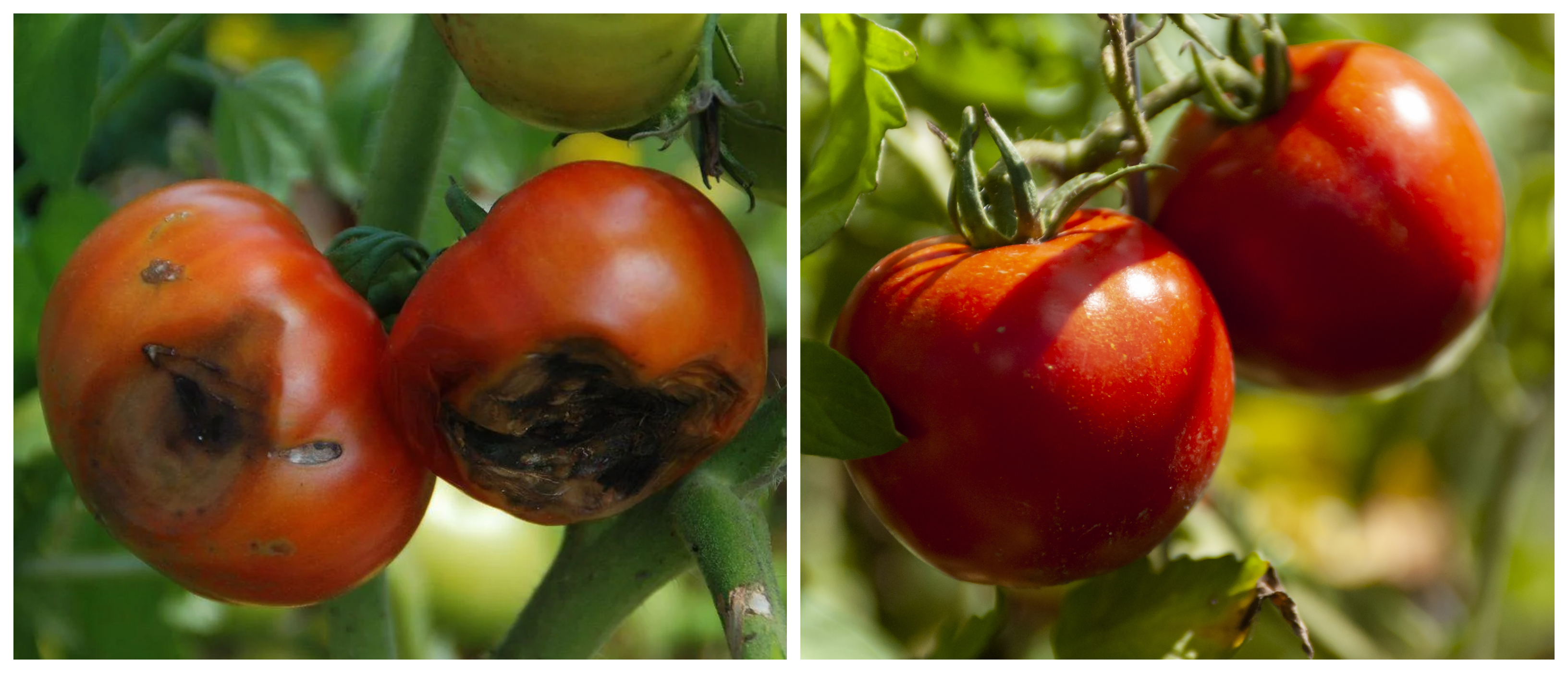 Calcicote: Transforming Tomato Cultivation in West Bengal